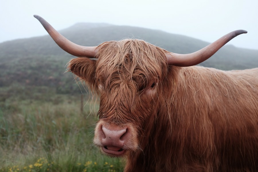 scotland10