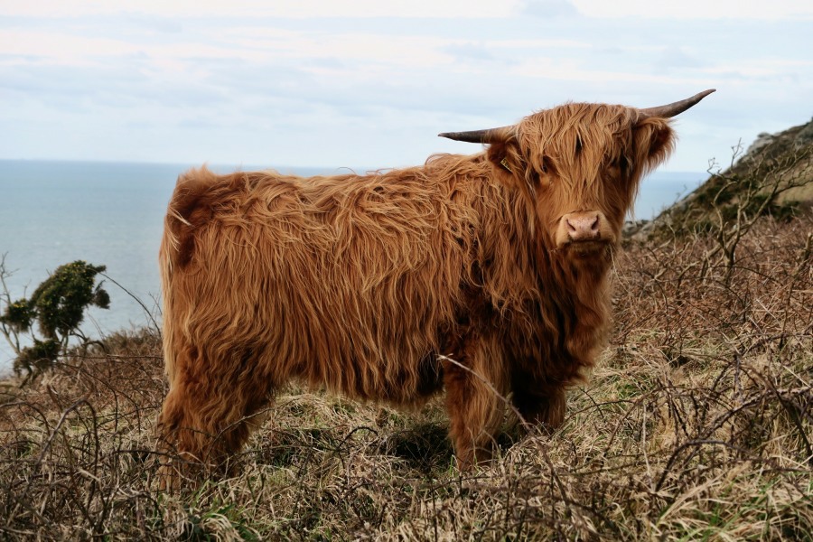 scotland20
